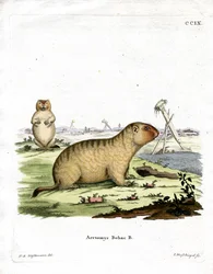 Marmota Bobac