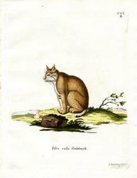 Lince Rojo