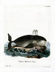 Ballena de Groenlandia