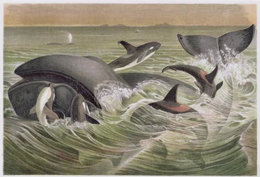 Ballena de Groenlandia y orcas, lámina de Brehms Tierleben: Allgemeine Kunde des Tierreichs, vol.3, p.600, publicado por Bibliographisches Institut, 1891