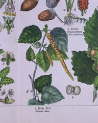 Rama de un abedul plateado, de un libro sobre el sistema de clasificación de Carolus Linnaeus por G.H. von Schubert