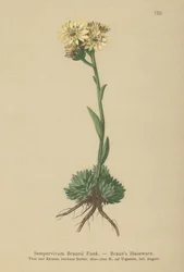 Gallinas y pollitos de Braun (Sempervivum Braunii)