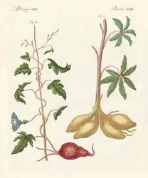 Plantas de pan