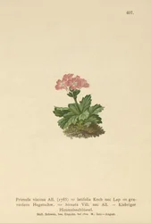 Primavera de hoja ancha (Primula viscosa, Primula latifolia, Primula hirsuta)
