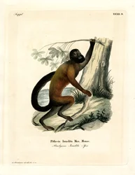 Saki Barbudo de Espalda Marrón