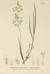 Bent Marrón (Agrostis schraderiana, Agrostis agrostiflora, Agrostis stricta, Agrostis vinealis, Calamagrostis tenella)