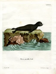 Foca de piel marrón