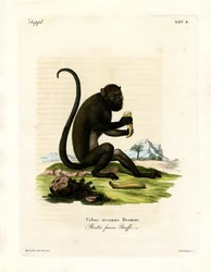 Aullador marrón