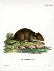 Rata parda
