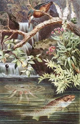 Trucha Marrón, lámina de "Brehms Tierleben: Allgemeine Kunde des Tierreichs", vol.8, p.338, publicado por Bibliographisches Institut