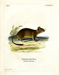 Rata de cola de cepillo