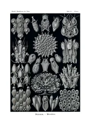 Bryozoa, 1899-1904