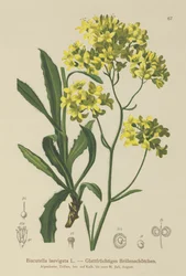 Mostaza de escudo (Biscutella laevigata)