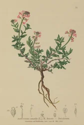 Iberis quemada (Aethionema saxatile, Thlaspi saxatile)