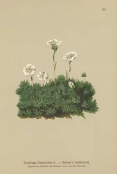 Saxífraga de Burser (Saxifraga Burseriana)