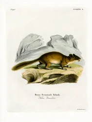 Rata de bosque de cola tupida