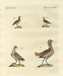 Avutardas
