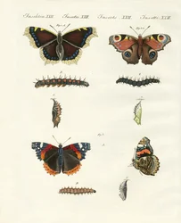Mariposas -- aves del día
