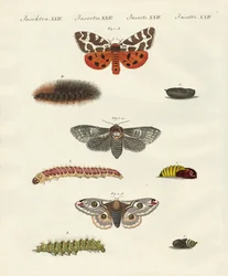 Mariposas -- mariposas nocturnas