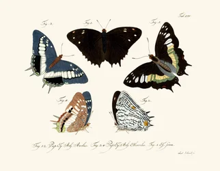 Mariposas