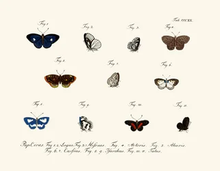 Mariposas