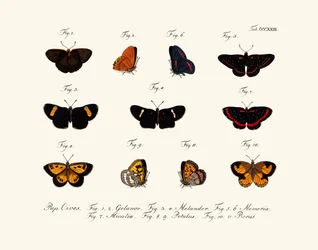 Mariposas