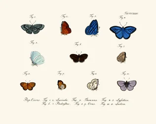Mariposas