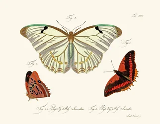 Mariposas