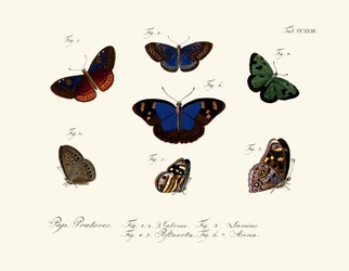 Mariposas