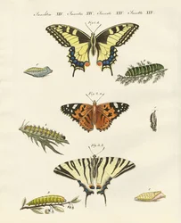 Mariposas