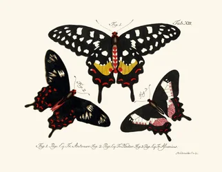 Mariposas