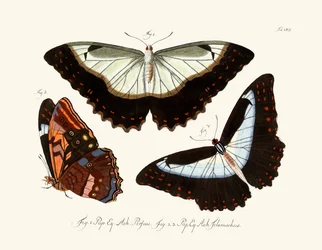 Mariposas