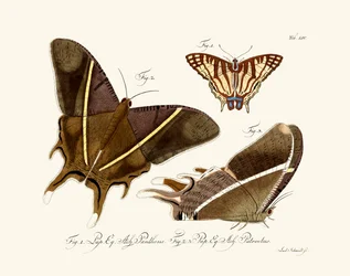 Mariposas