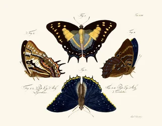 Mariposas