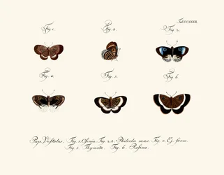 Mariposas