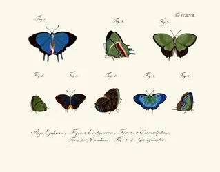 Mariposas