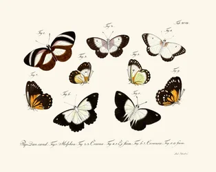 Mariposas