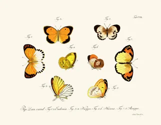 Mariposas