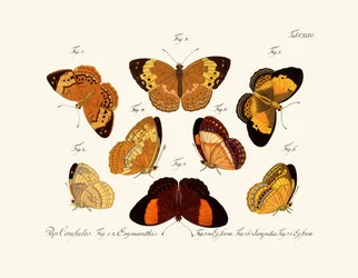 Mariposas