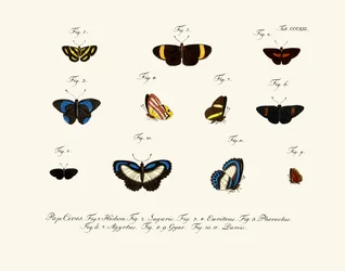 Mariposas