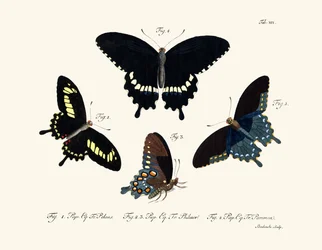 Mariposas