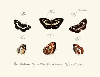 Mariposas