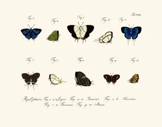 Mariposas