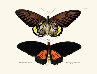 Mariposas