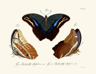 Mariposas