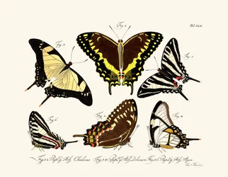 Mariposas