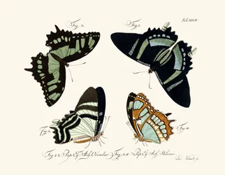 Mariposas