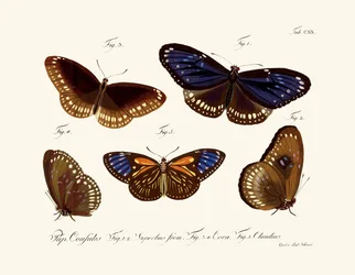 Mariposas