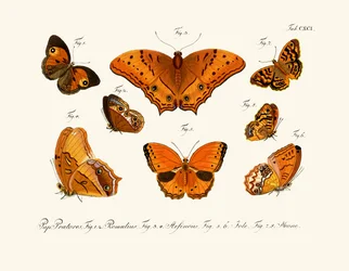 Mariposas