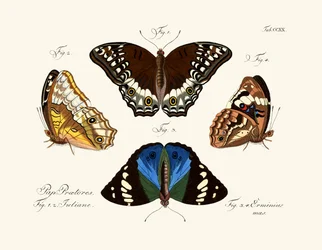 Mariposas